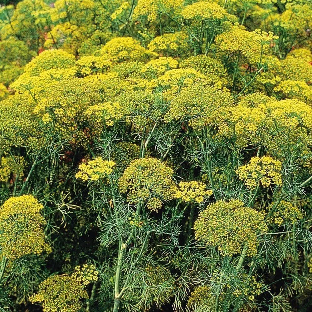 Dill Dukat Herb Seeds (500mg)
