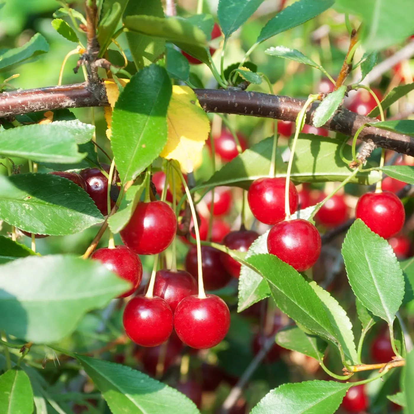 Organic Bing Cherry Tree Seeds aka Prunus avium Bing, !Seeds for the beautiful Fruit tree with the amazing and beautiful cherry blossoms!